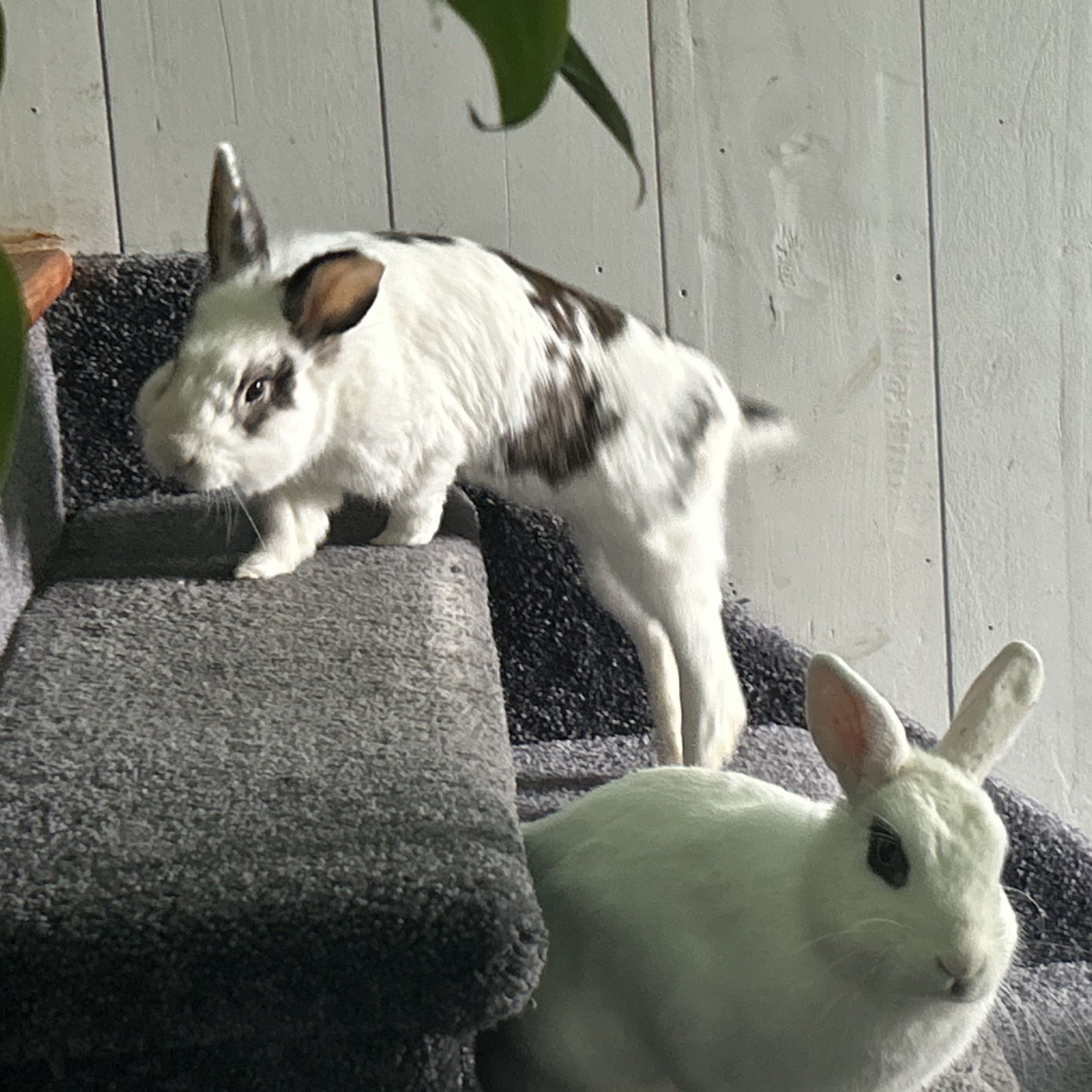 Dottie & Trapper (Bonded Male/Female Pair) photo 10