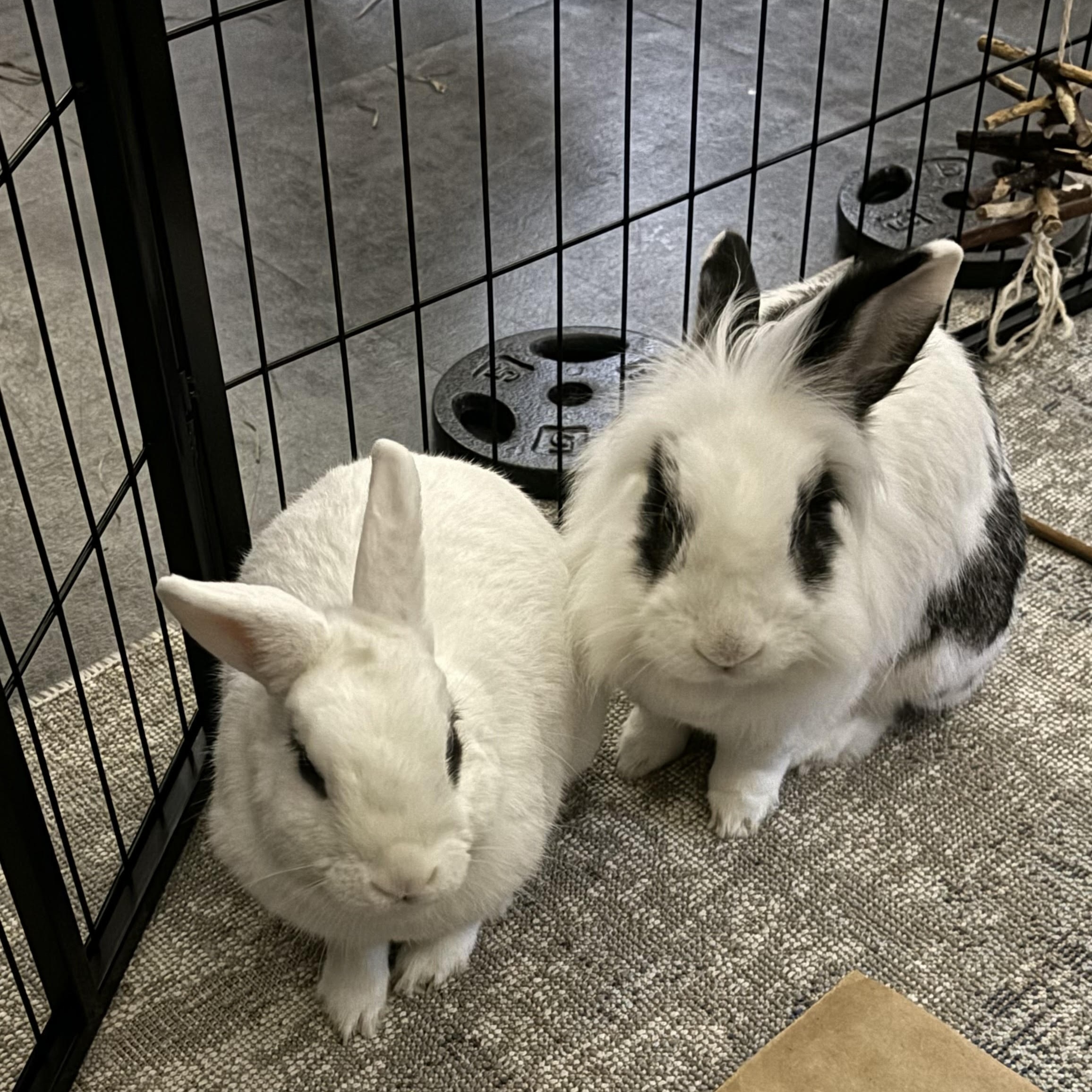 DOTTIE & TRAPPER (ADULT BONDED MALE/FEMALE PAIR), a Adoptable Hotot in Forest Hills, NY image 4/6