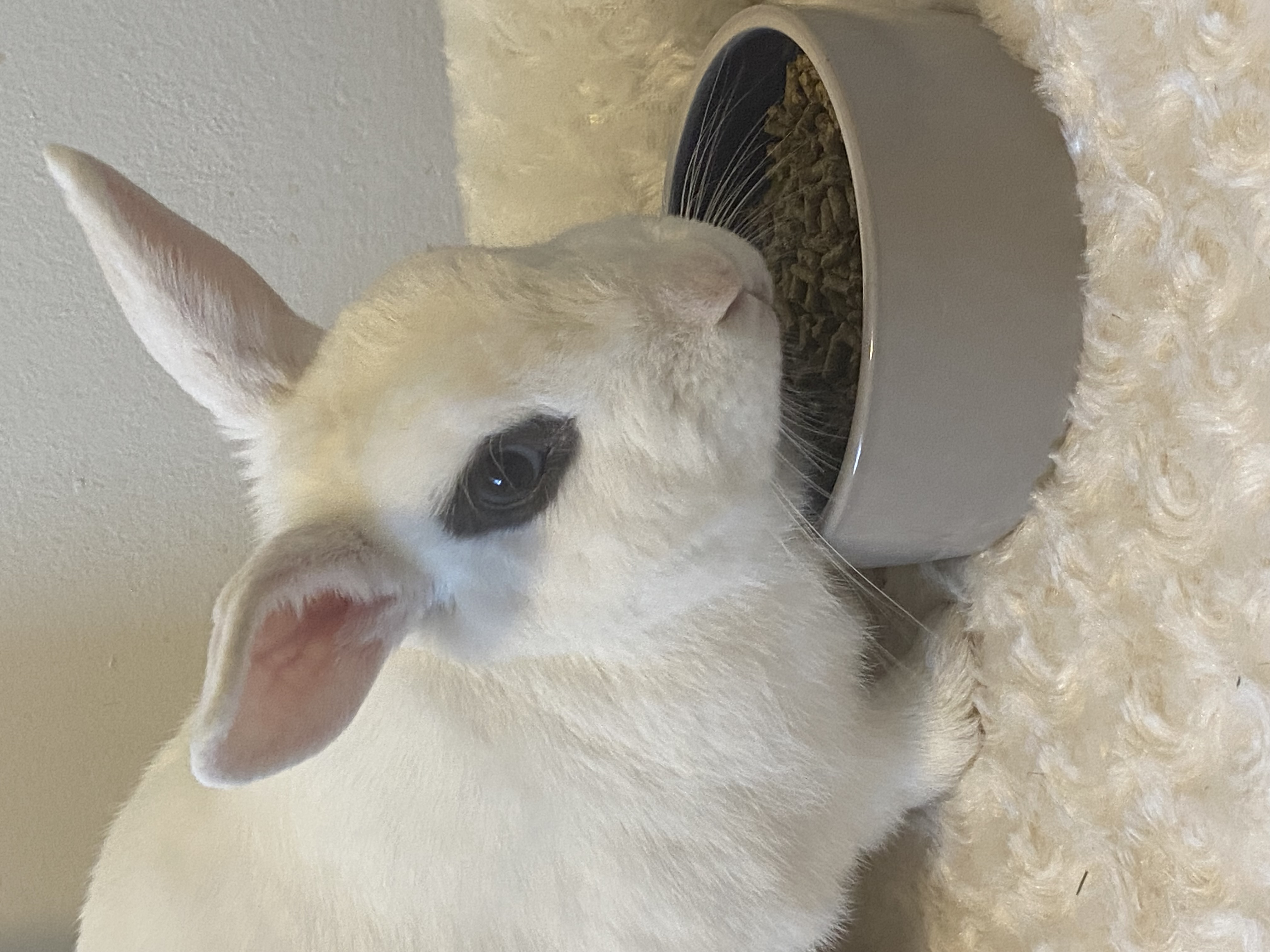 Dottie & Trapper (Bonded Male/Female Pair) photo 9
