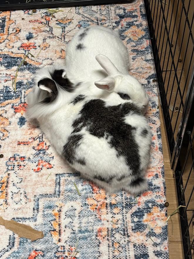 DOTTIE & TRAPPER (ADULT BONDED MALE/FEMALE PAIR), a Adoptable Hotot in Forest Hills, NY image 1/6
