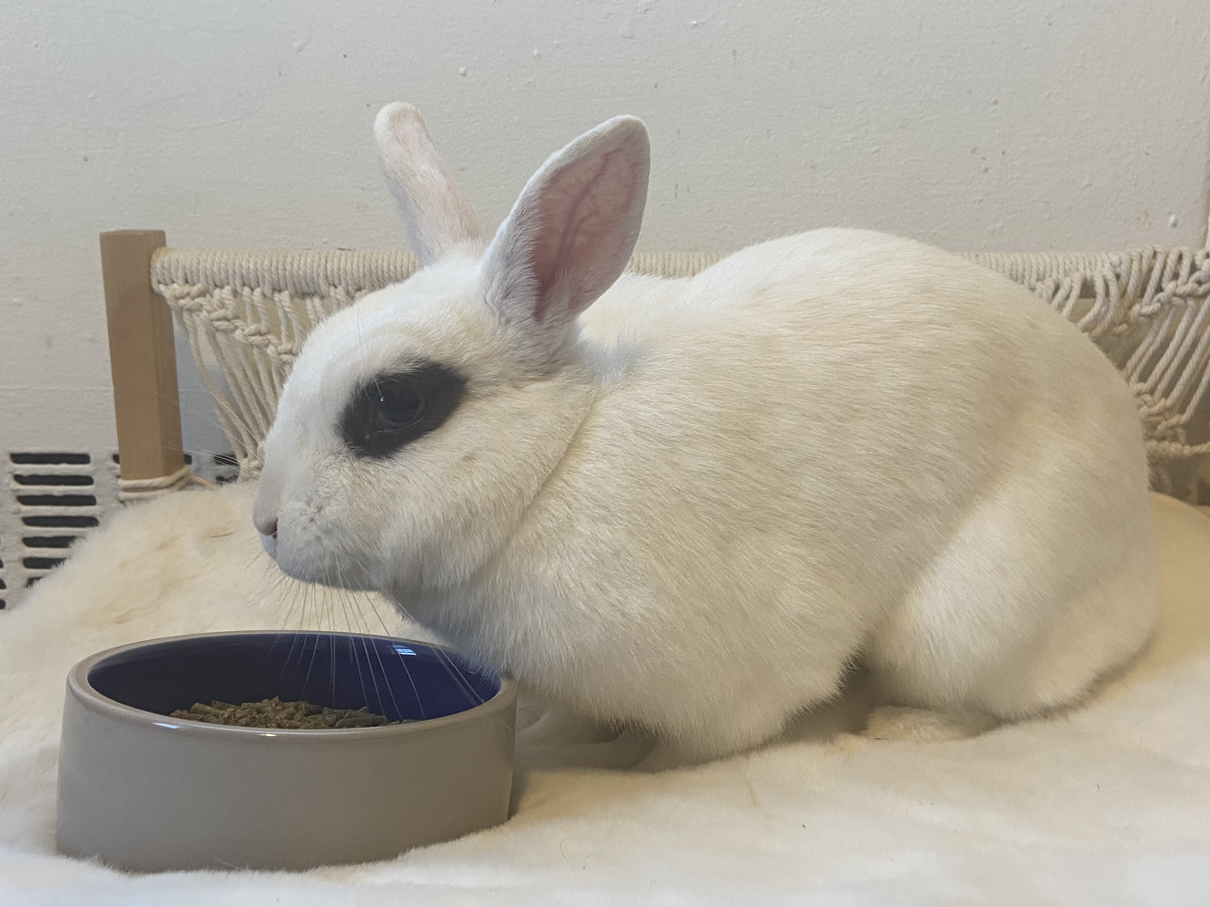 Dottie & Trapper (Bonded Male/Female Pair) photo 5
