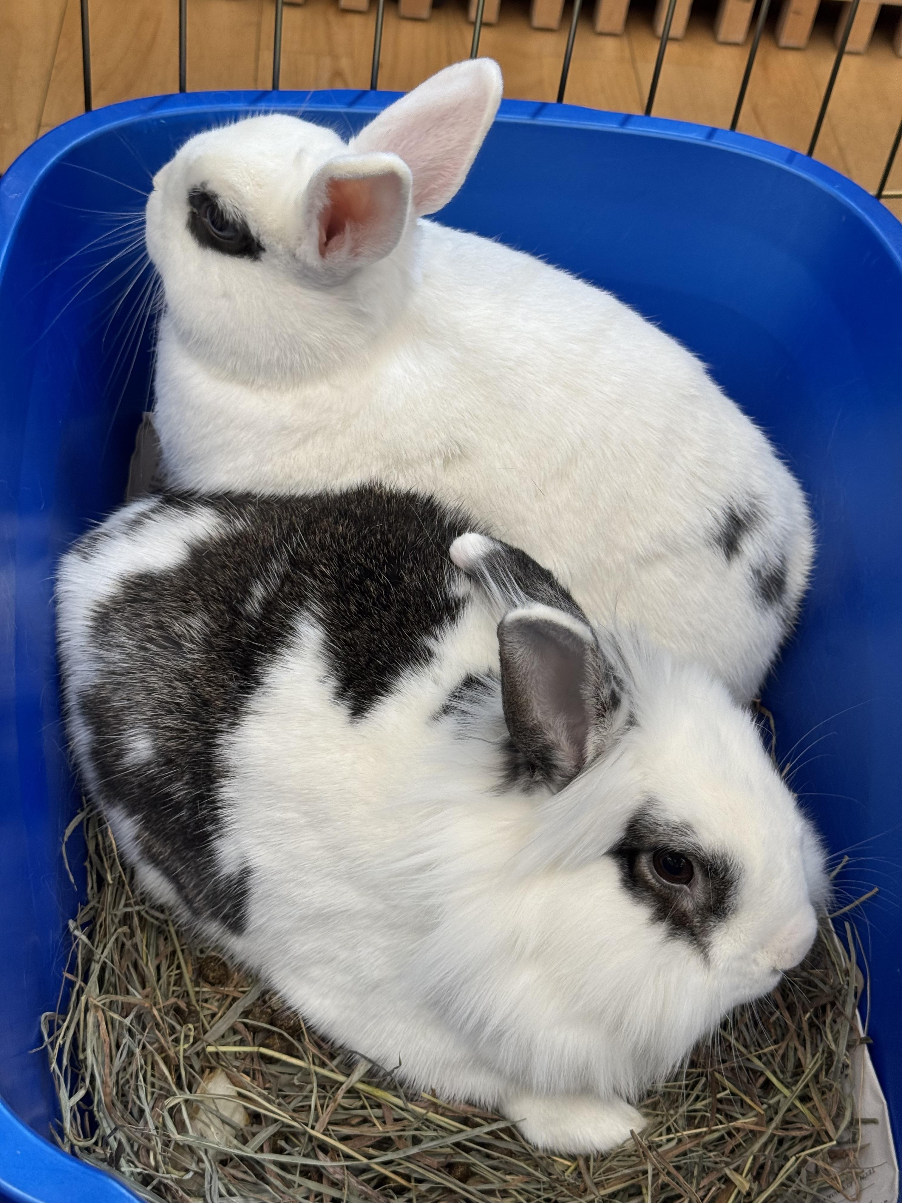 DOTTIE & TRAPPER (ADULT BONDED MALE/FEMALE PAIR), a Adoptable Hotot in Forest Hills, NY image 3/6