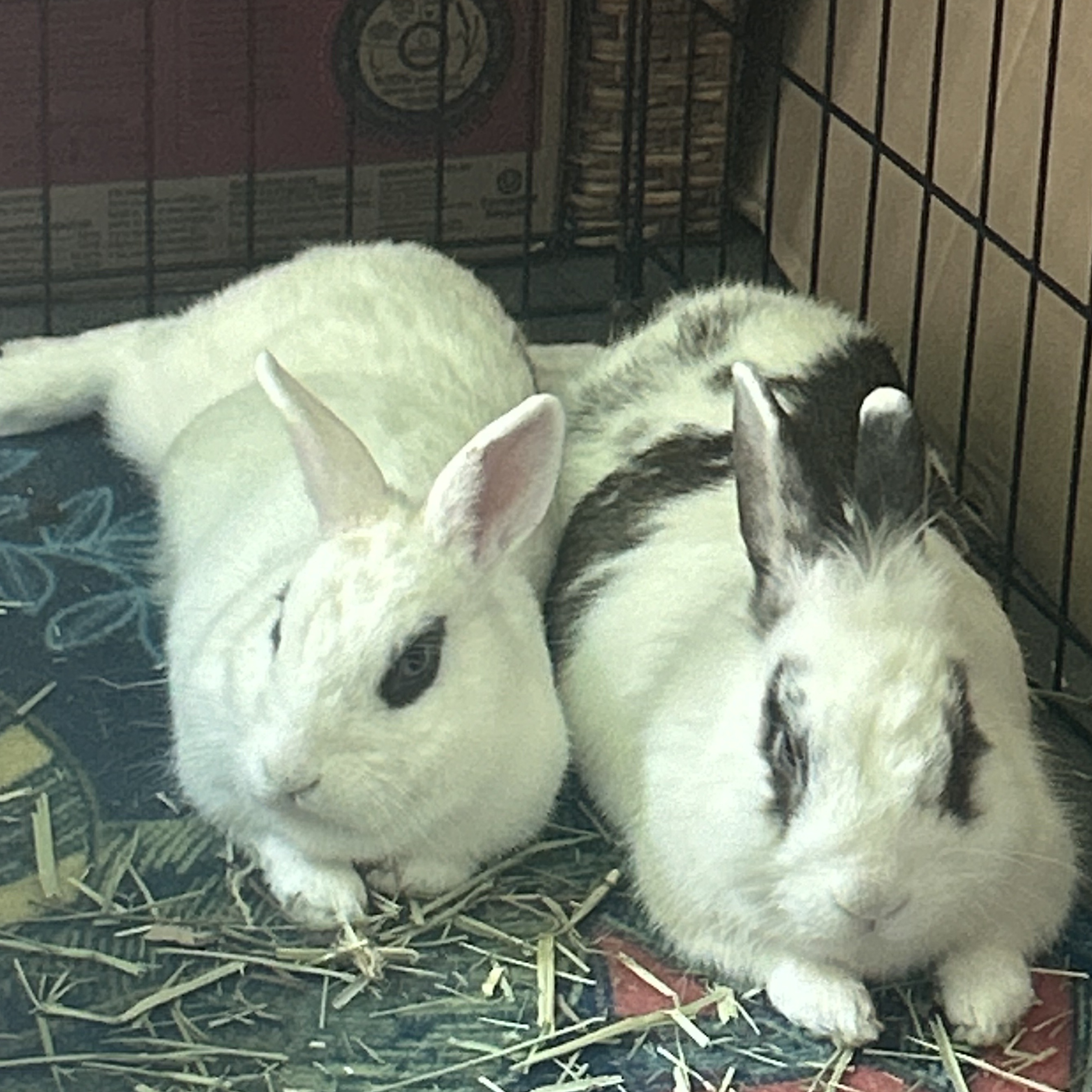 DOTTIE & TRAPPER (ADULT BONDED MALE/FEMALE PAIR), a Adoptable Hotot in Forest Hills, NY image 5/6