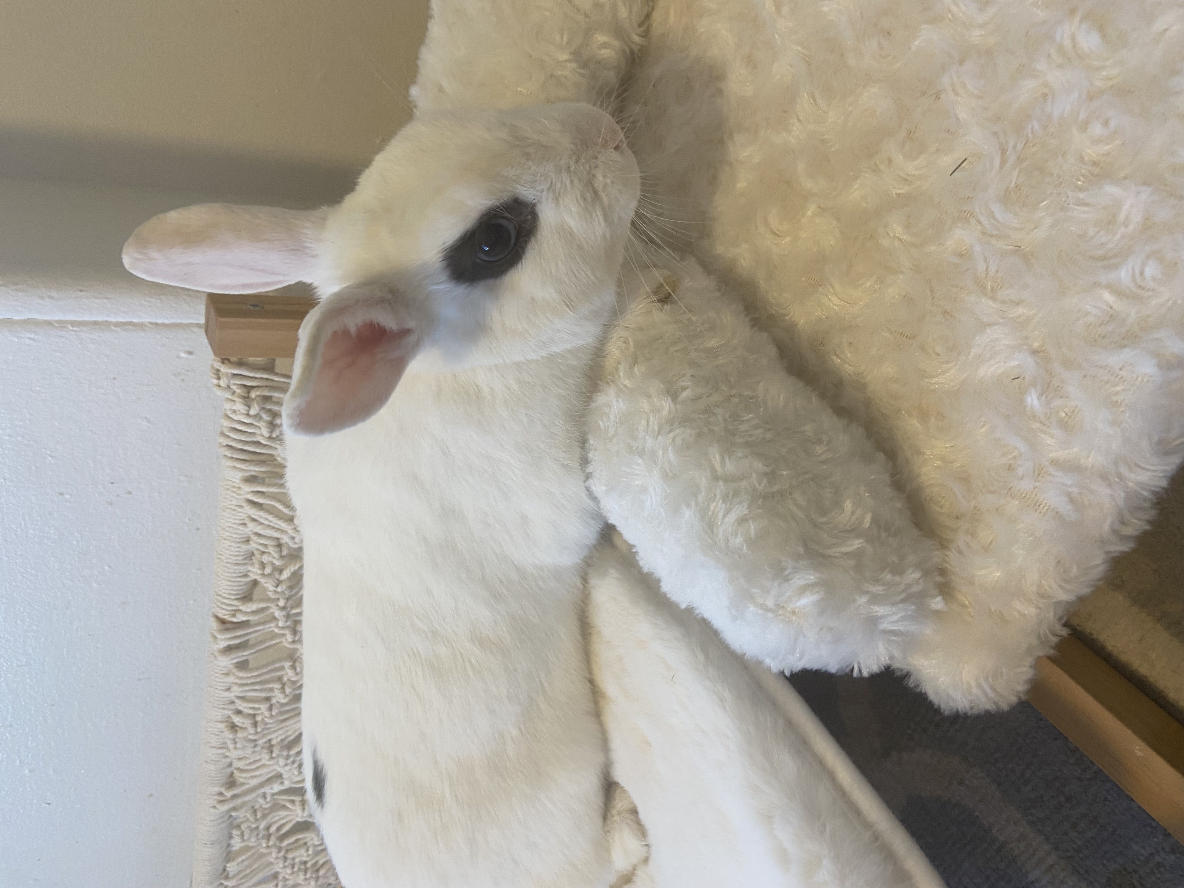 Dottie & Trapper (Bonded Male/Female Pair) photo 7