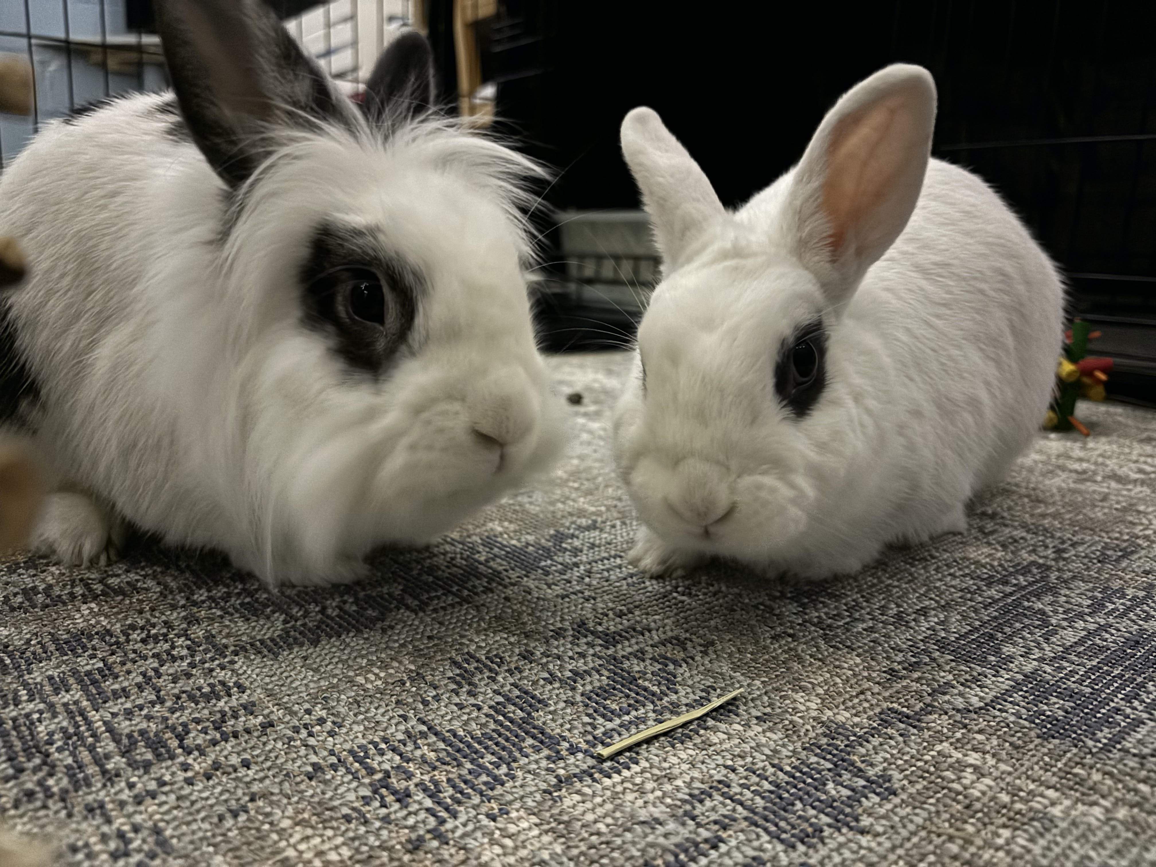 DOTTIE & TRAPPER (ADULT BONDED MALE/FEMALE PAIR), a Adoptable Hotot in Forest Hills, NY image 2/6
