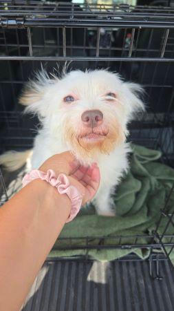 Enlarge Biscuit, a Adoptable mixed breed in Lowell, IN image 3/4