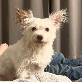 Enlarge Biscuit, a Adoptable mixed breed in Lowell, IN image 2/4
