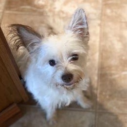 Enlarge Biscuit, a Adoptable mixed breed in Lowell, IN image 1/4
