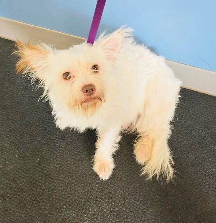 Enlarge Biscuit, a Adoptable mixed breed in Lowell, IN image 4/4