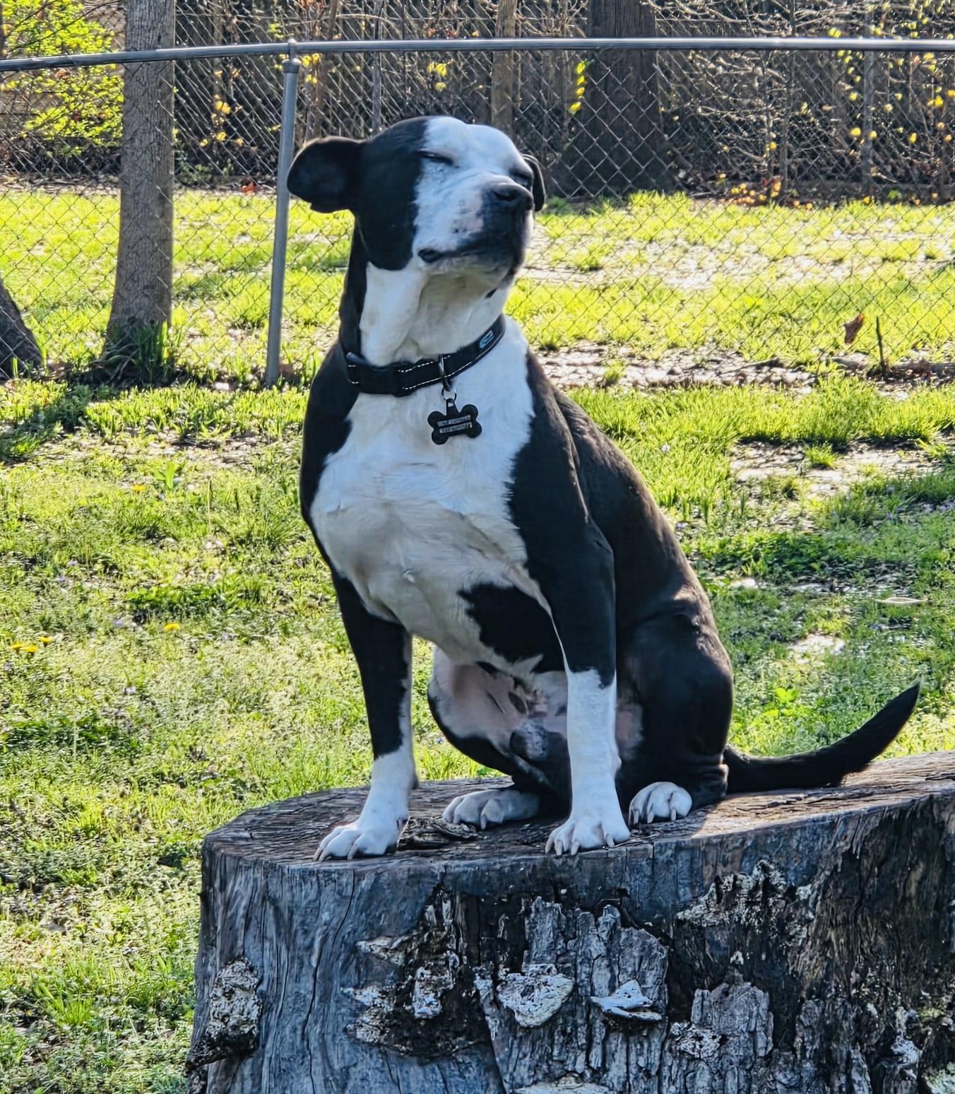 Petey, Adult Male unknown