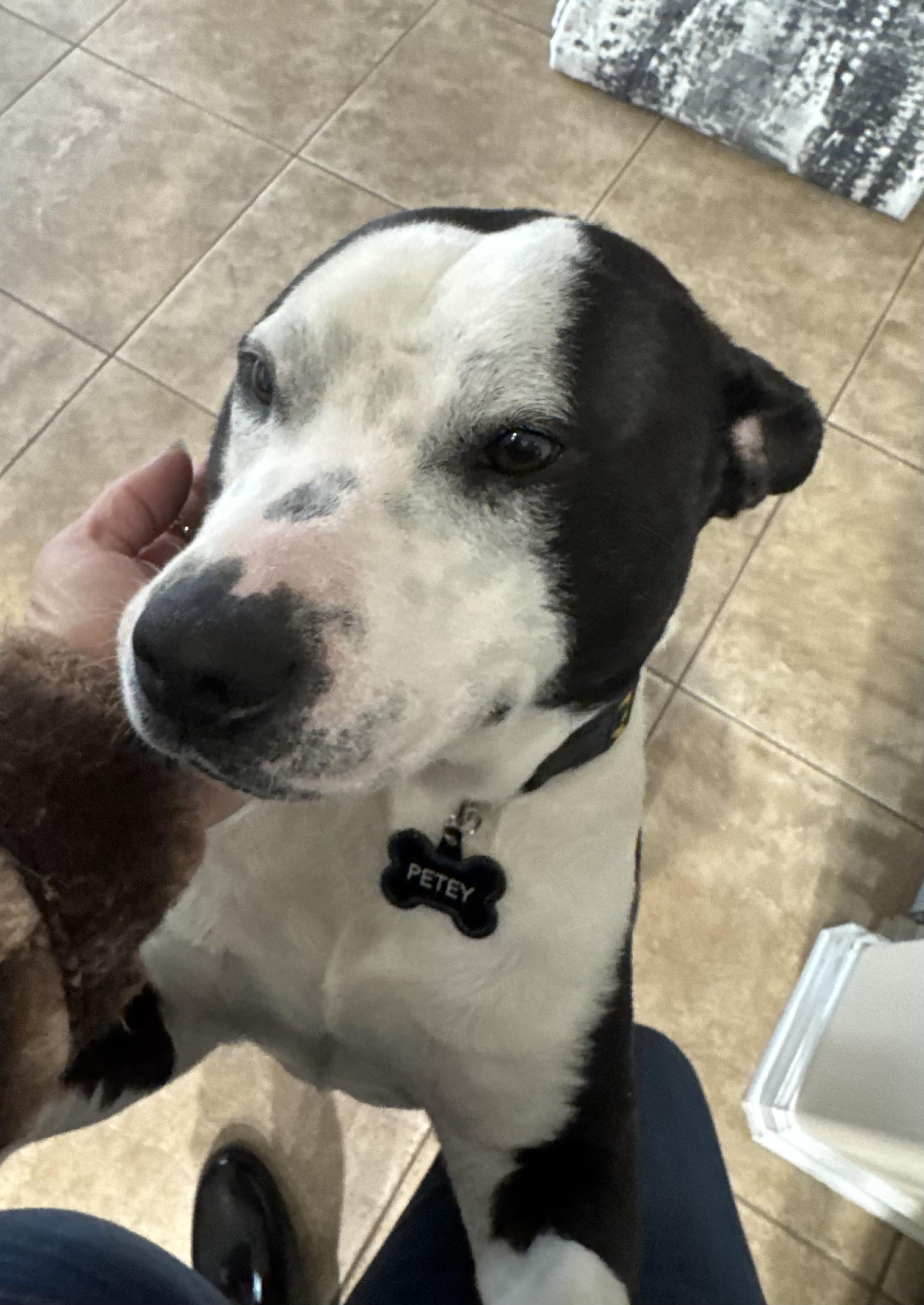 Petey photo 5