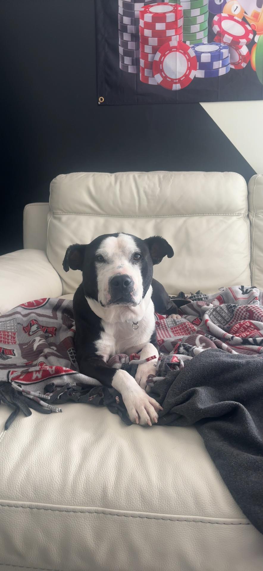 Petey photo 3