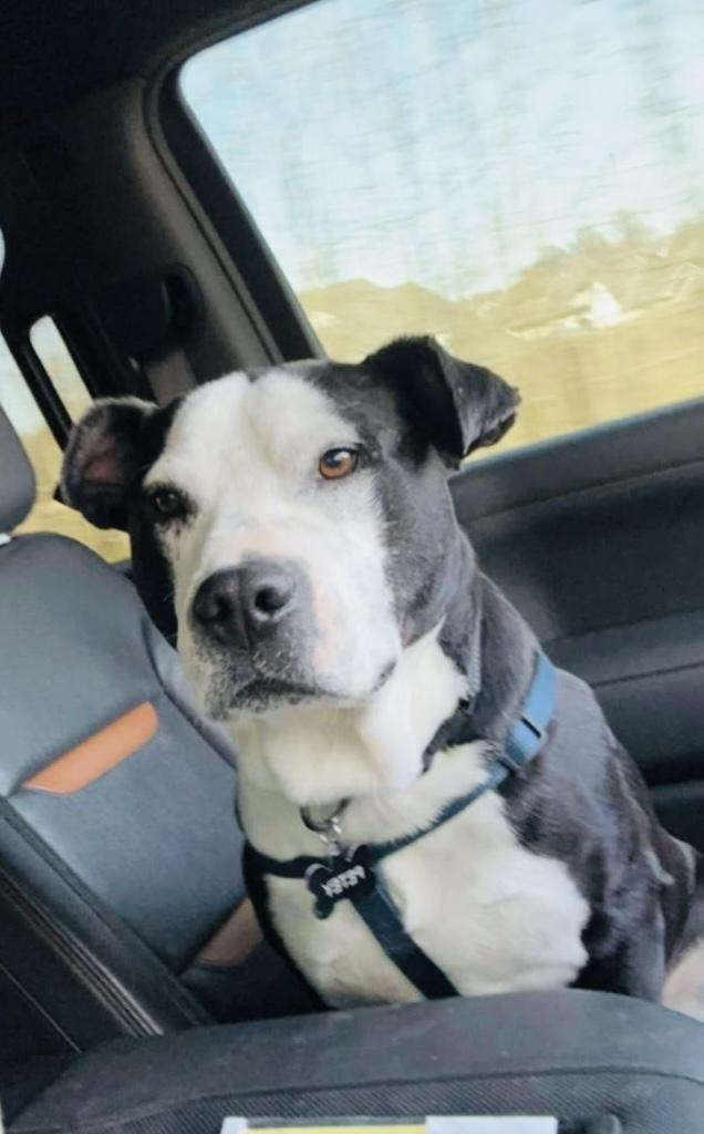 Petey photo 4