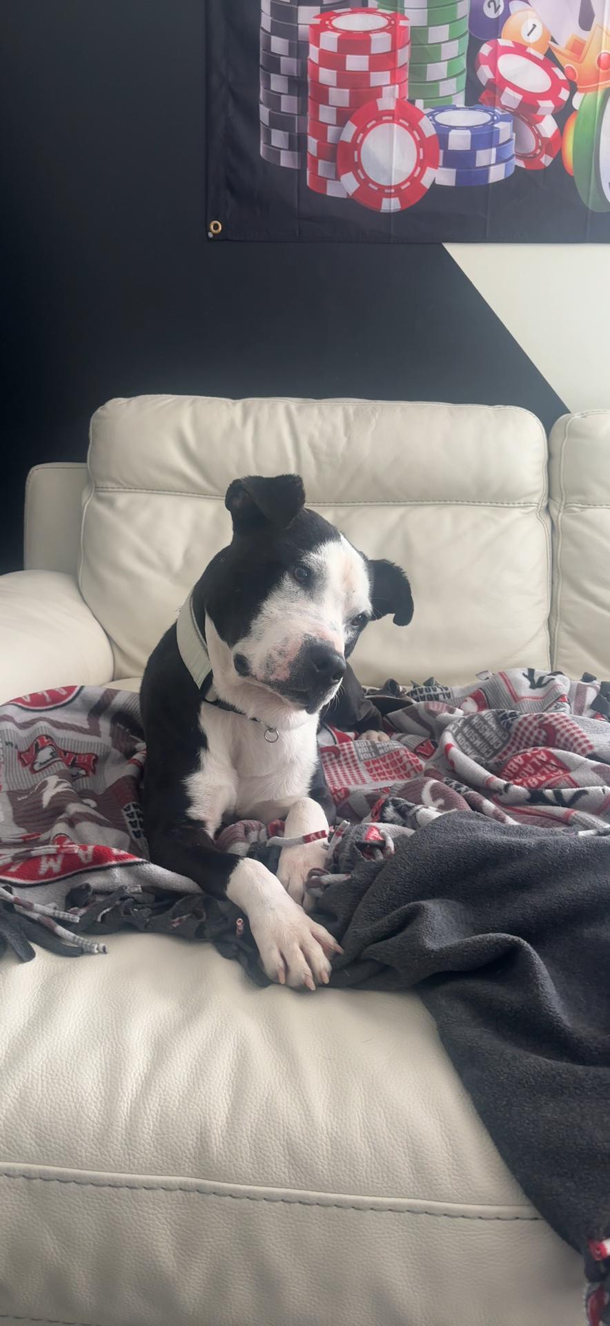 Petey photo 2