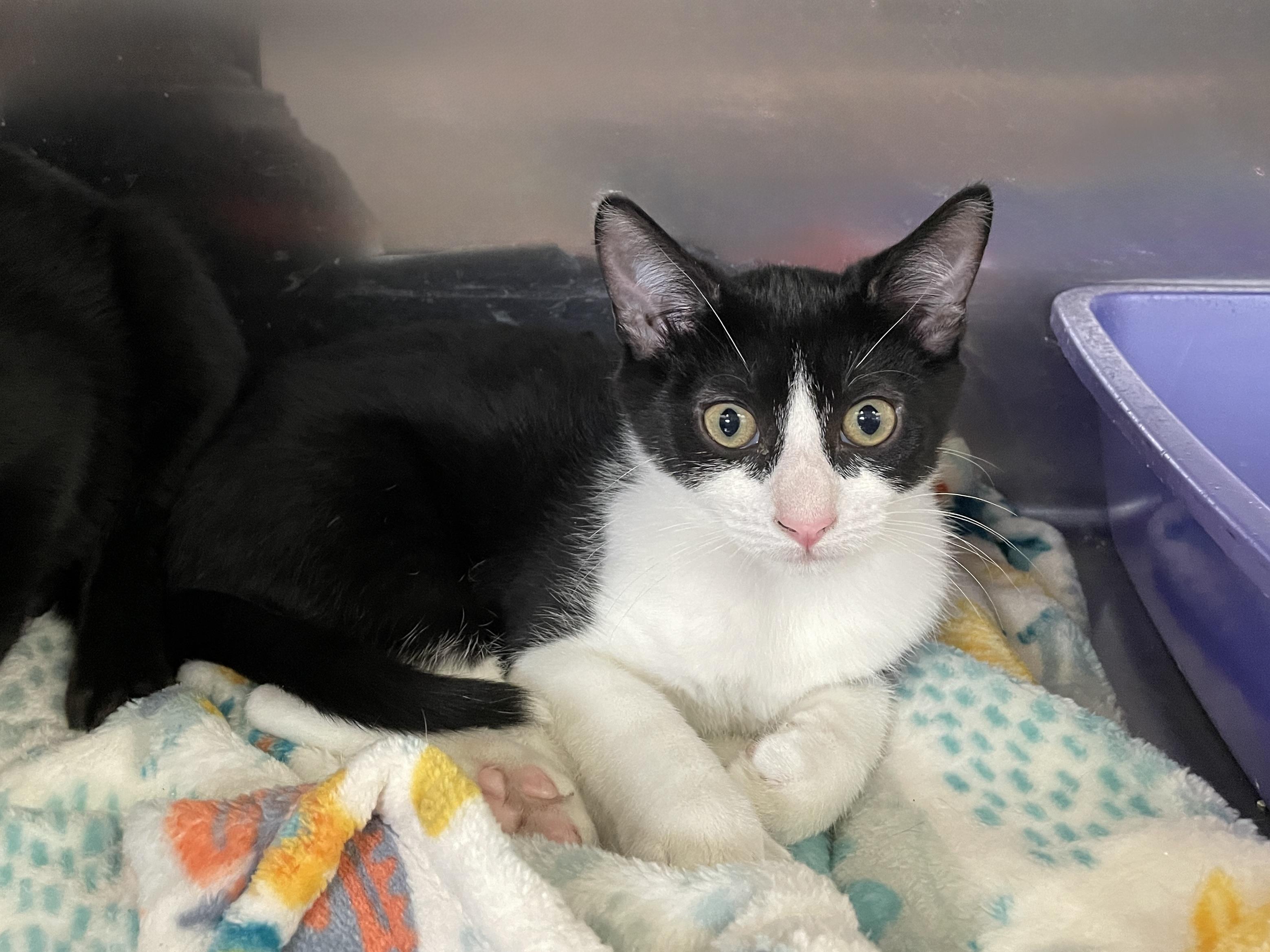 Kraft, Adoptable, Kitten Male Domestic Short Hair.