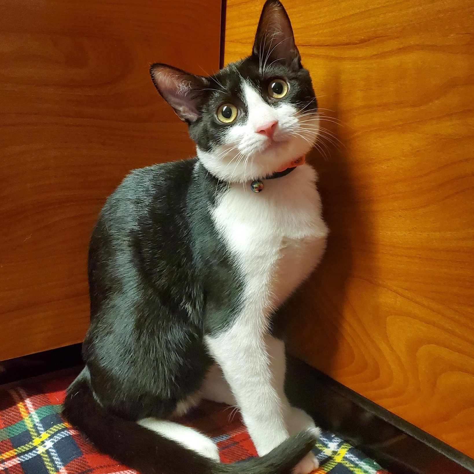 Kraft, a Adoptable Domestic Short Hair in Wantagh, NY image 1/3