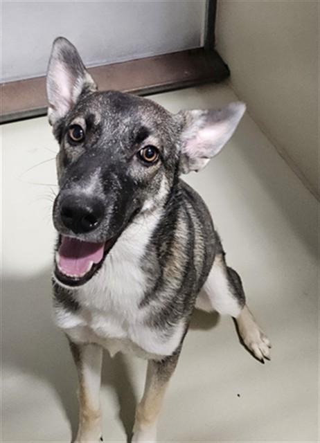 Enlarge Harmony - WAITING FOR HER FOREVER HOME, a Adoptable mixed breed in Thousand Oaks, CA image 2/2