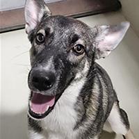 Harmony - WAITING FOR HER FOREVER HOME, Adoptable, Puppy Female Shepherd.