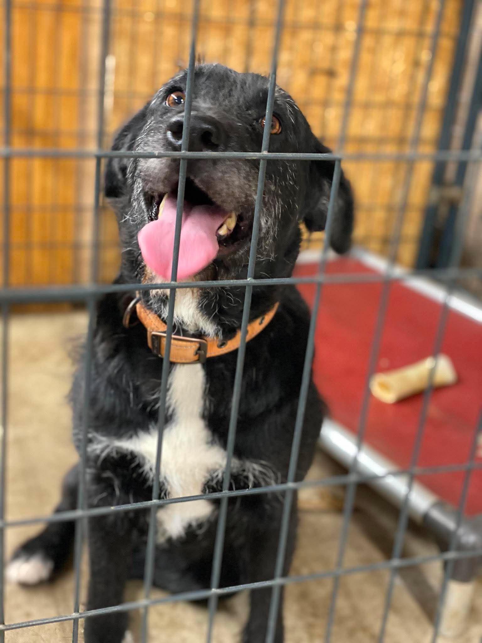 Midnight, Adoptable, Adult Female Labrador Retriever & Standard Poodle.