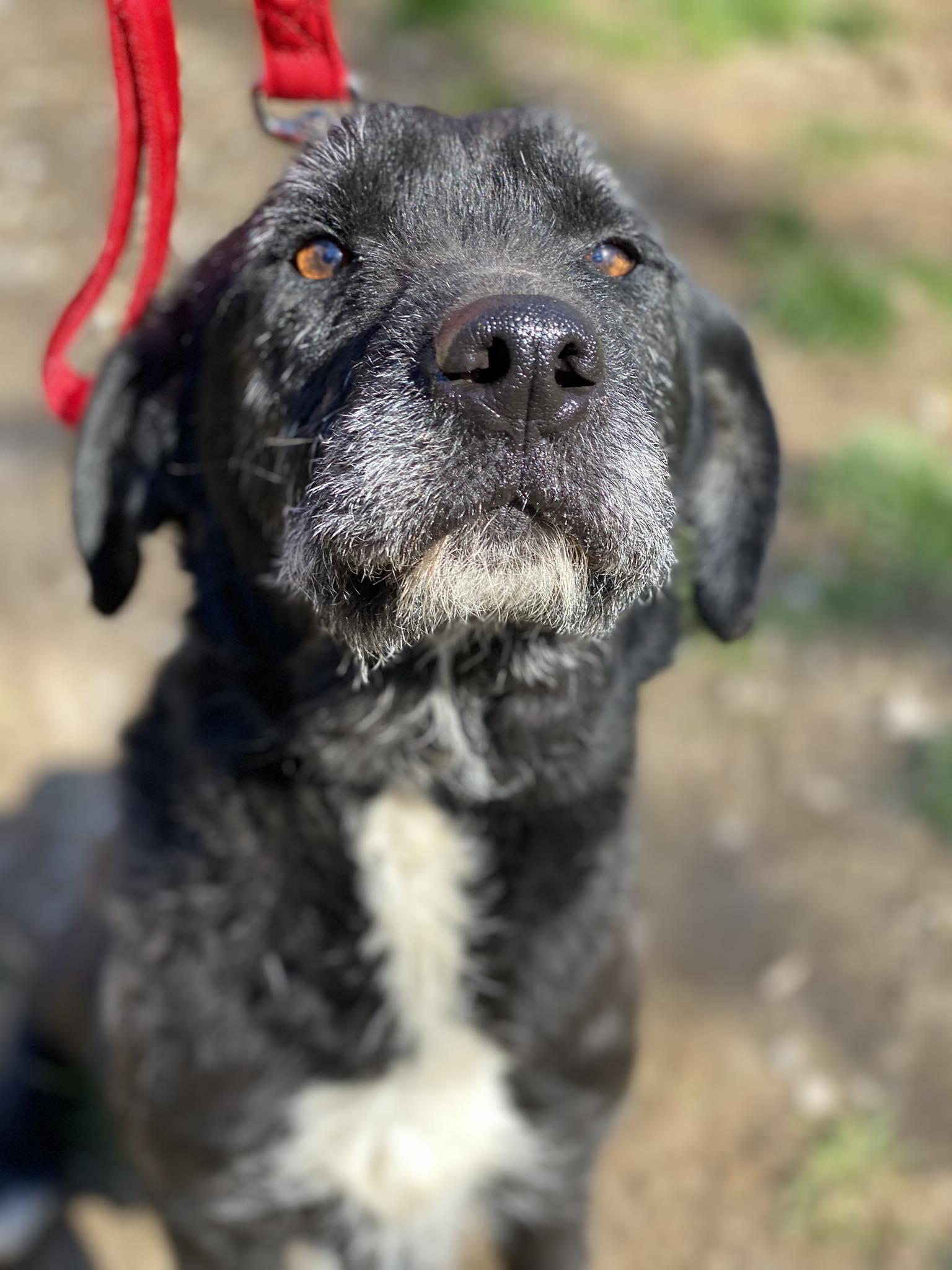 Enlarge Midnight, a Adoptable mixed breed in Lewistown, PA image 1/1