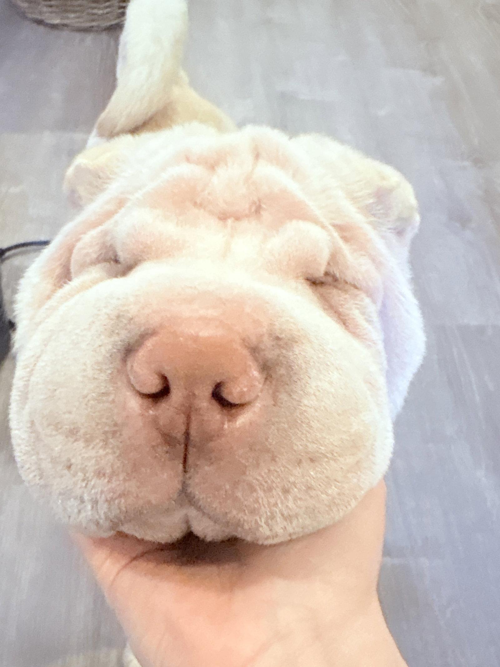 Enlarge Tofu, a Adoptable Shar-Pei in Bangs, TX image 2/3