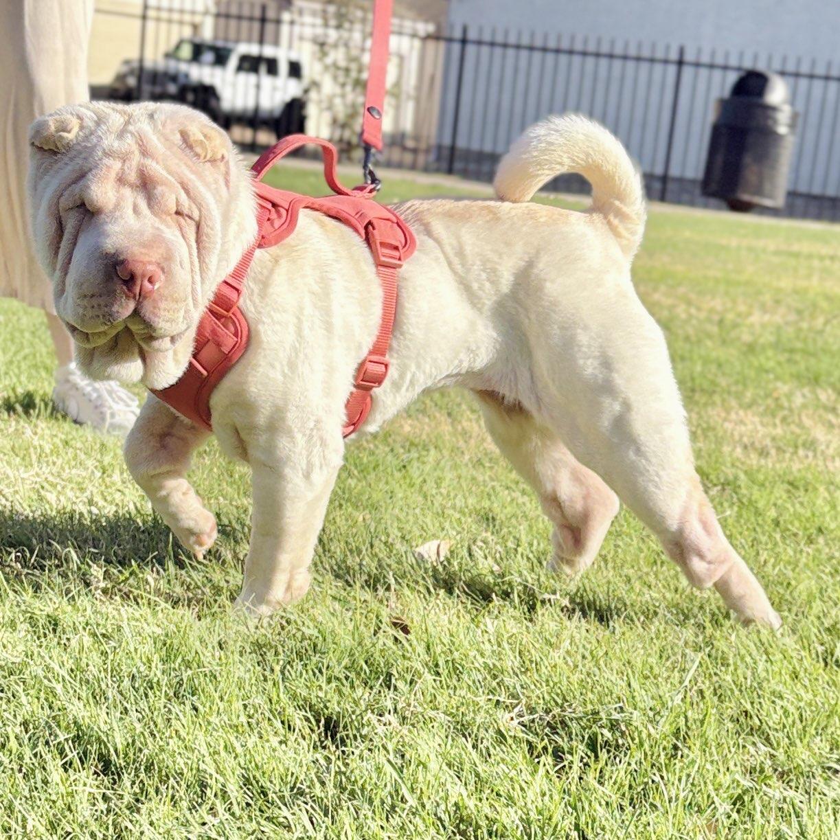 Enlarge Tofu, a Adoptable Shar-Pei in Bangs, TX image 3/3