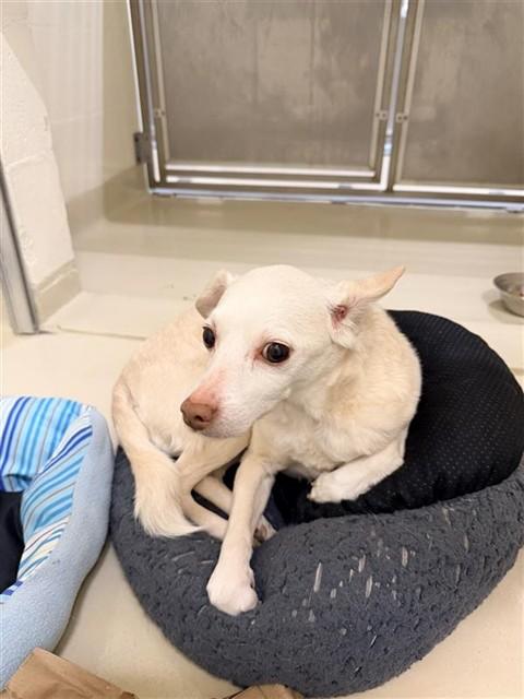 Enlarge STEVIE, a Adoptable Chihuahua in Fremont, CA image 1/1