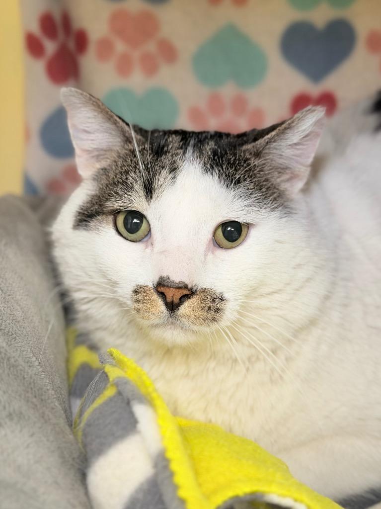 Enlarge Curtis, a Adoptable mixed breed in Menomonie, WI image 2/2