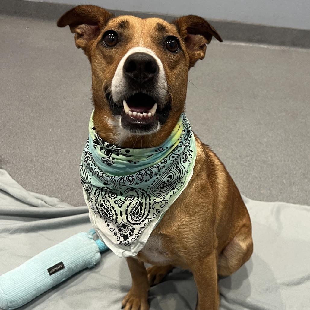 Moana, Adoptable, Adult Female Mixed Breed.