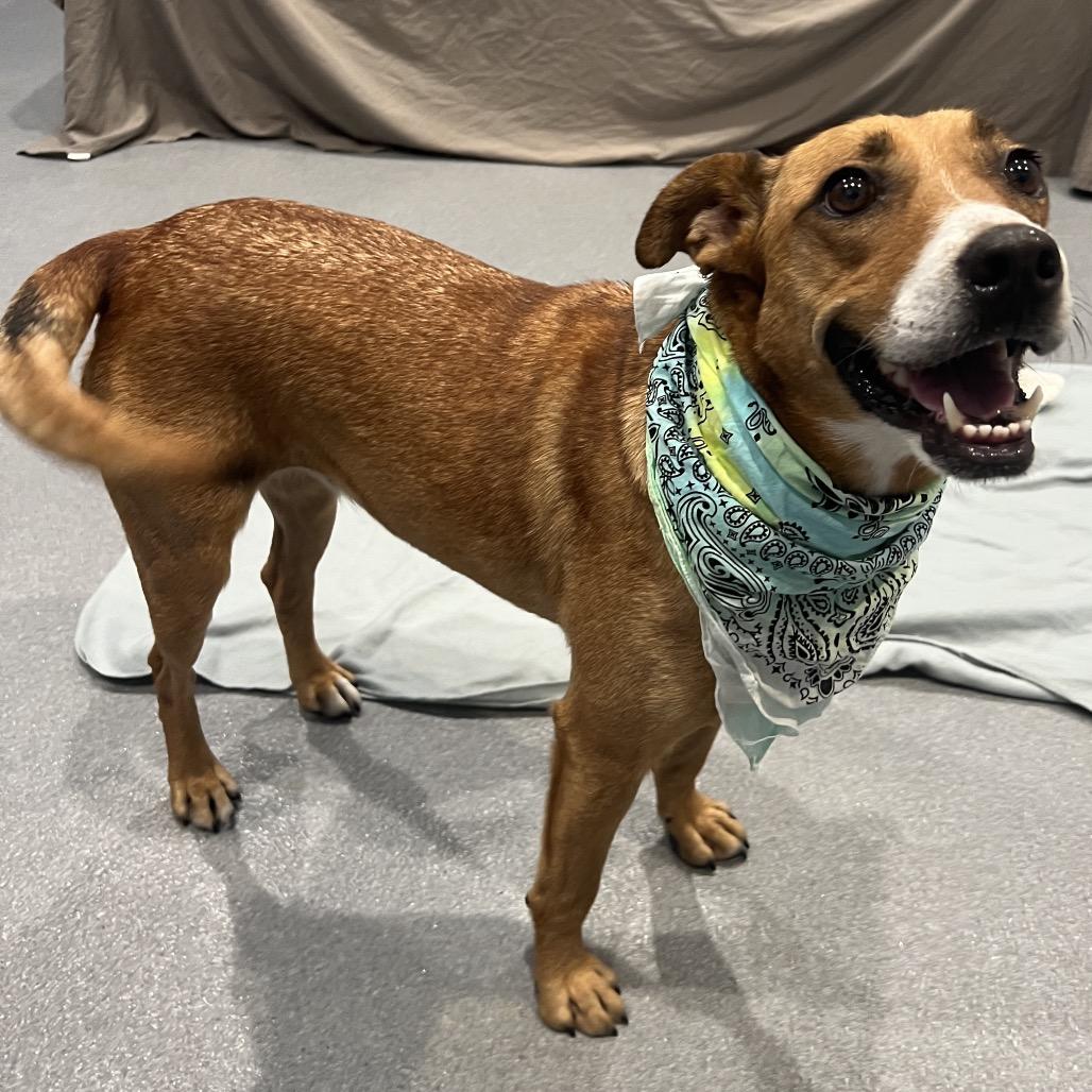 Moana, a Adoptable Mixed Breed in Canal Winchester, OH image 2/3