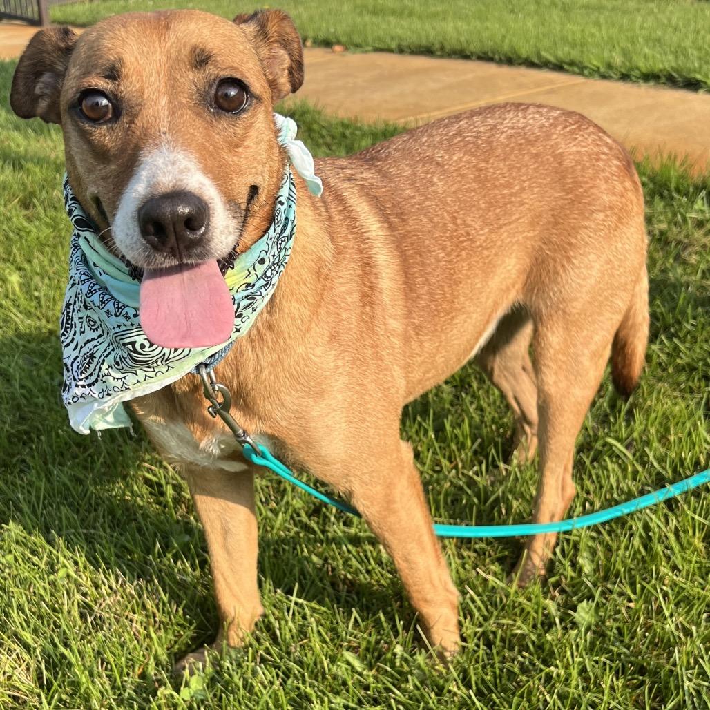 Moana, a Adoptable Mixed Breed in Canal Winchester, OH image 3/3