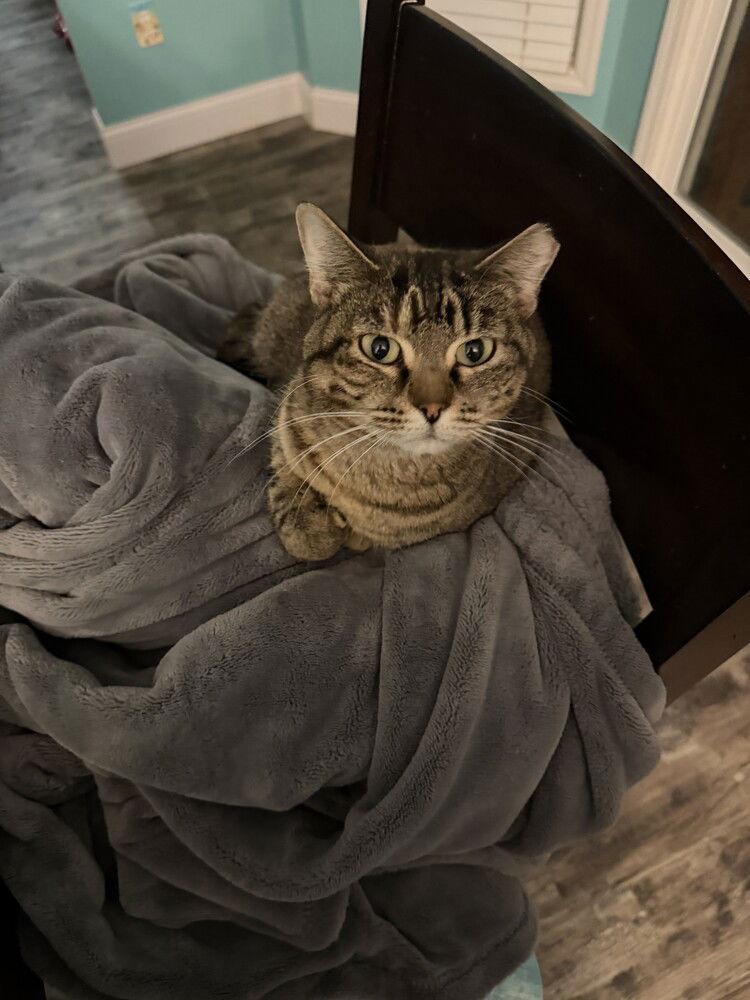 Enlarge Elena, a Adoptable Domestic Short Hair in O'Fallon, MO image 1/2