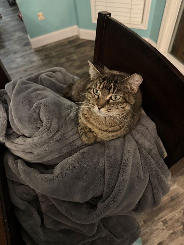 Enlarge Elena, a Adoptable Domestic Short Hair in O'Fallon, MO image 2/2