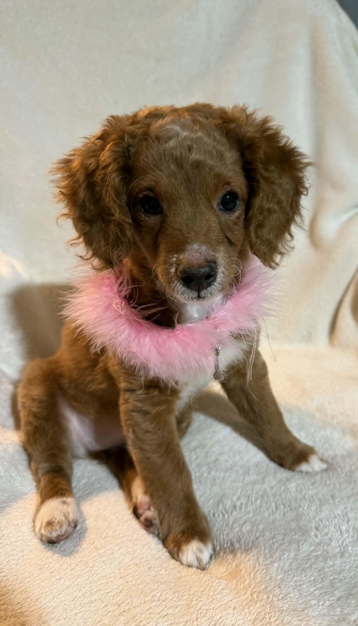 Enlarge Maude tiny girl , an adopted Miniature Poodle in North Freedom, WI image 2/4