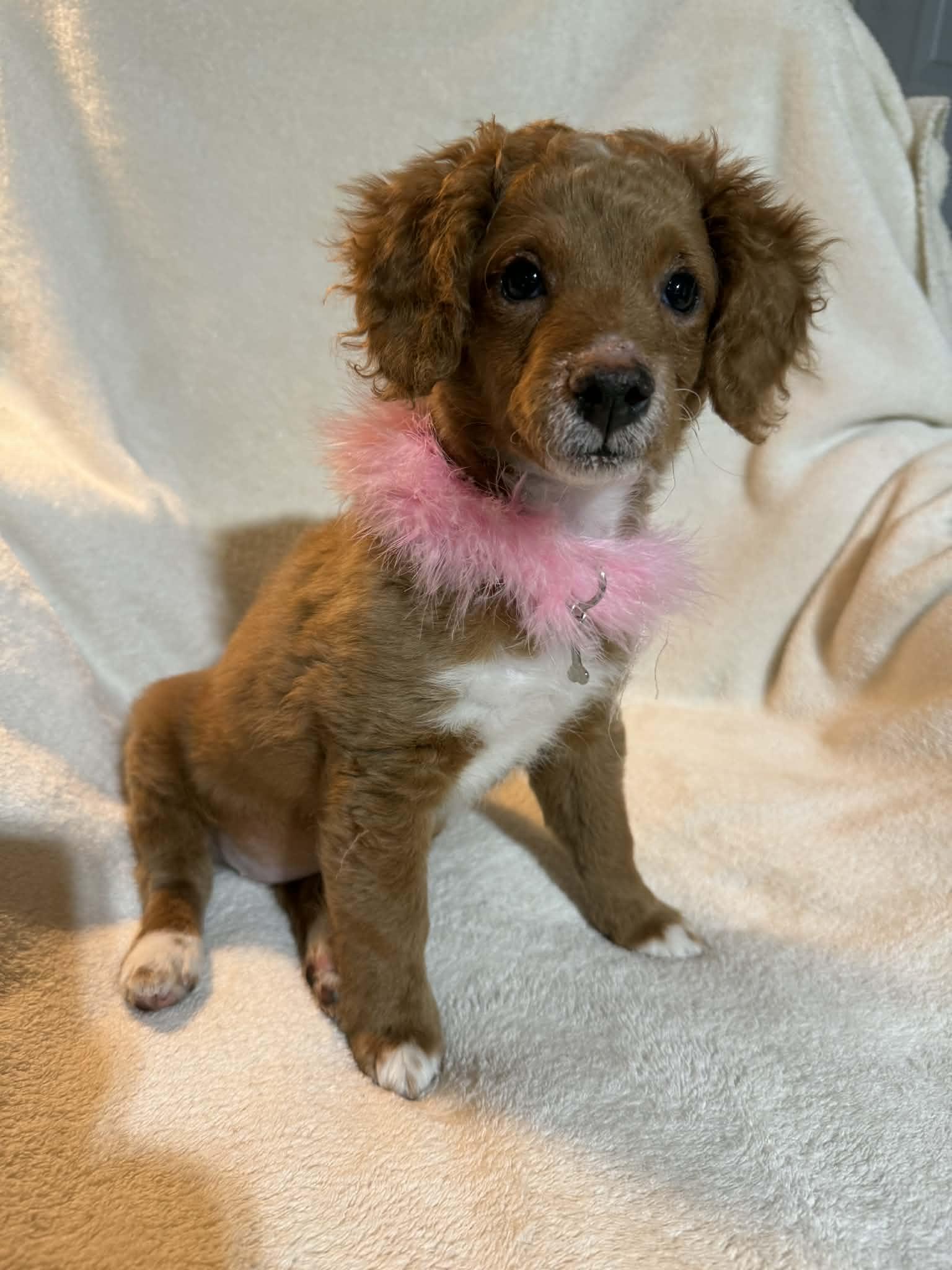 Maude tiny girl , adopted, Puppy Female Miniature Poodle.