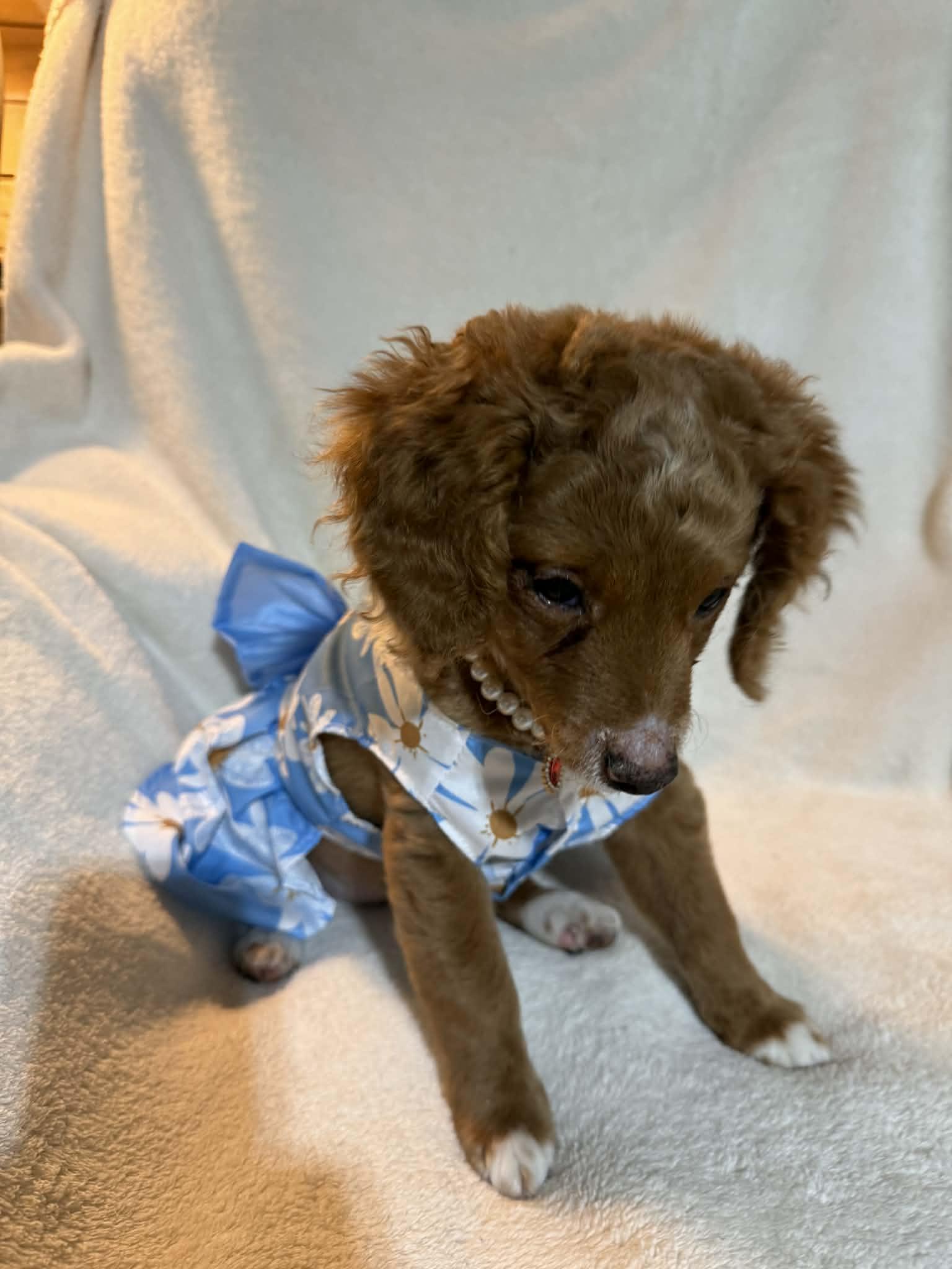 Enlarge Maude tiny girl , an adopted Miniature Poodle in North Freedom, WI image 3/4