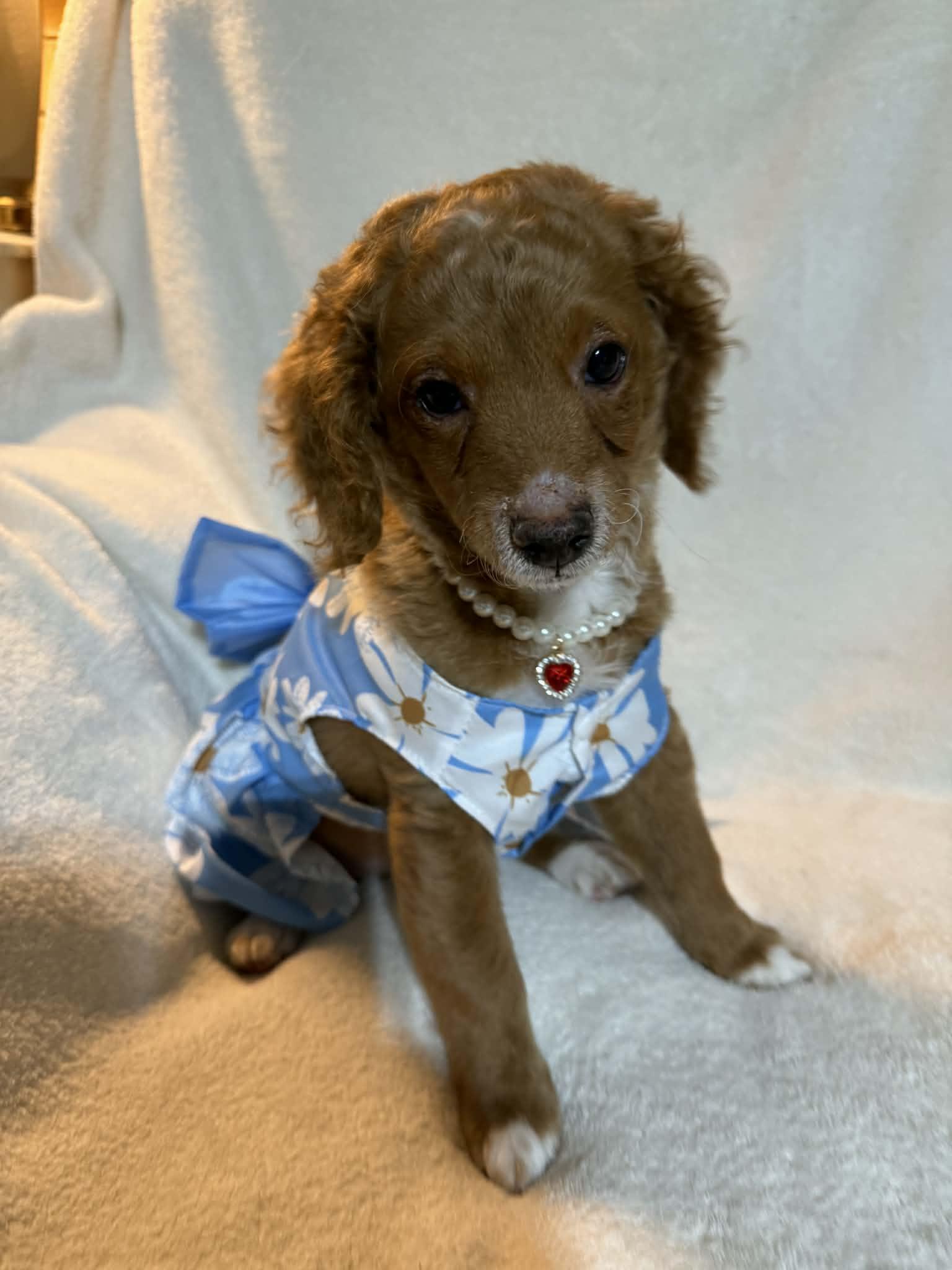 Enlarge Maude tiny girl , an adopted Miniature Poodle in North Freedom, WI image 4/4