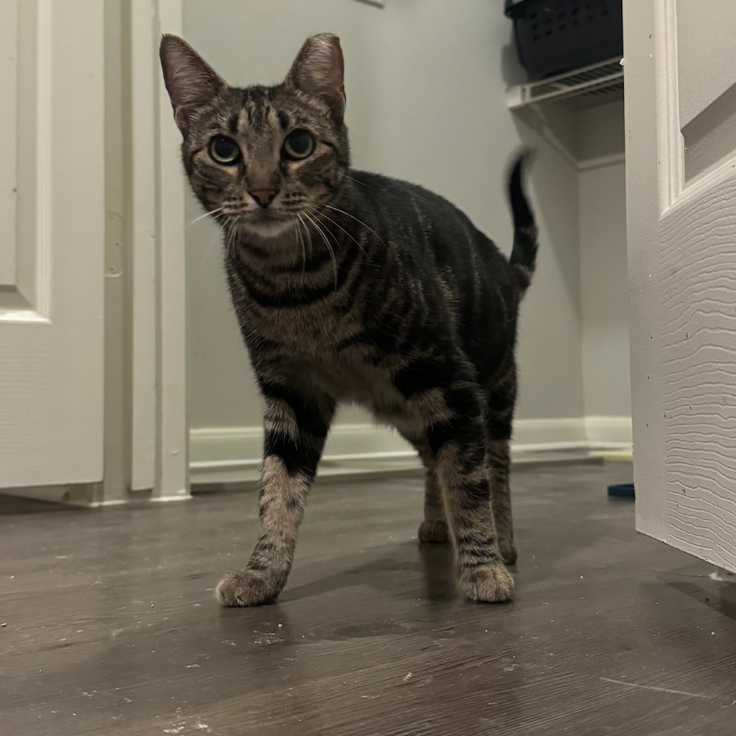 Enlarge Flynn, a Adopted Domestic Short Hair in Houston, TX image 5/6