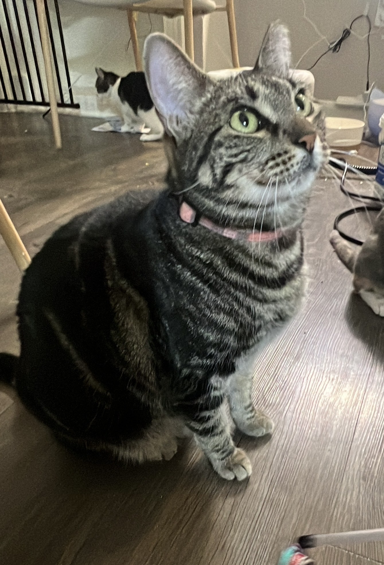 Enlarge Flynn, a Adopted Domestic Short Hair in Houston, TX image 6/6