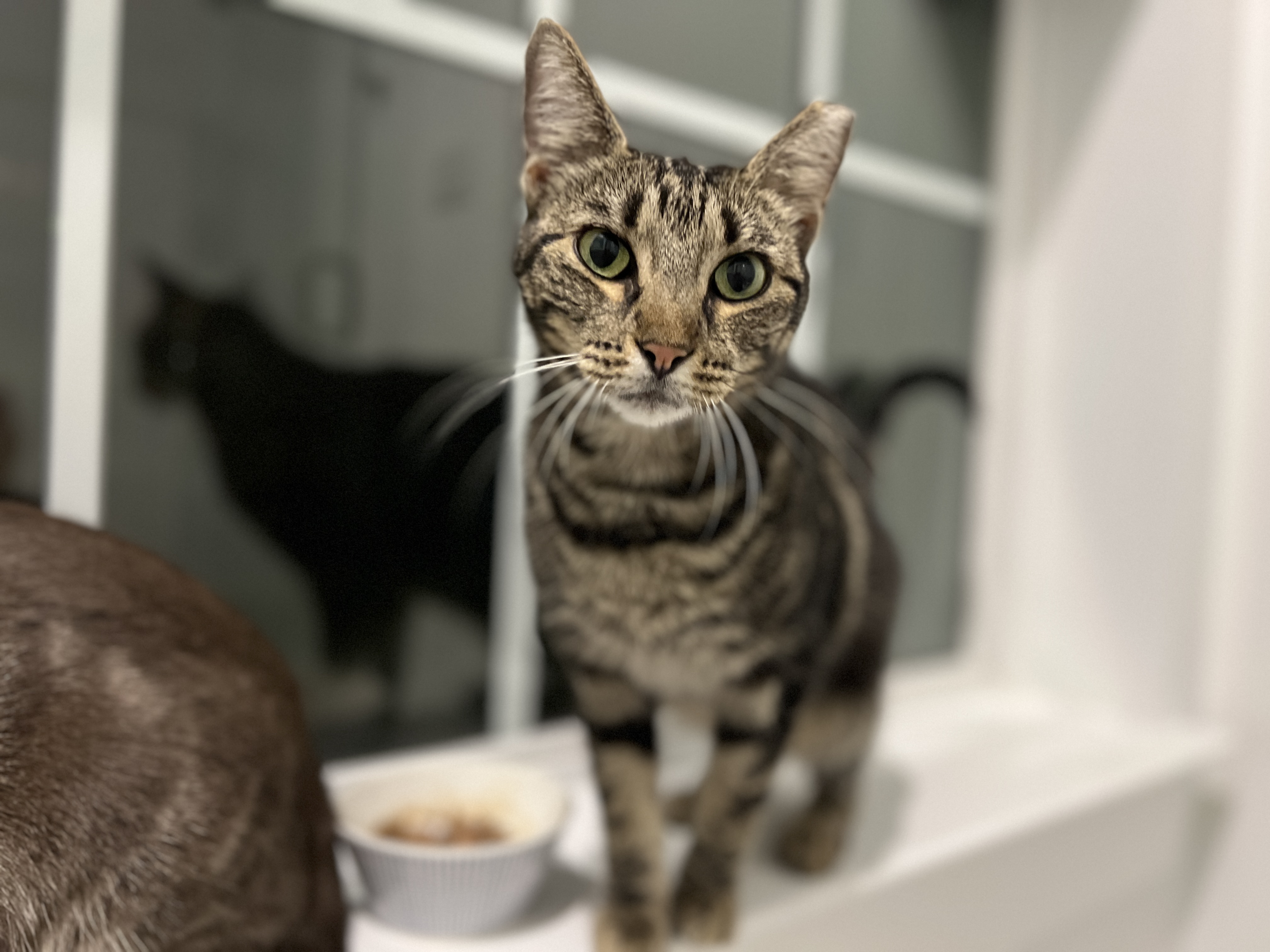 Flynn, Adopted, Adult Female Domestic Short Hair.