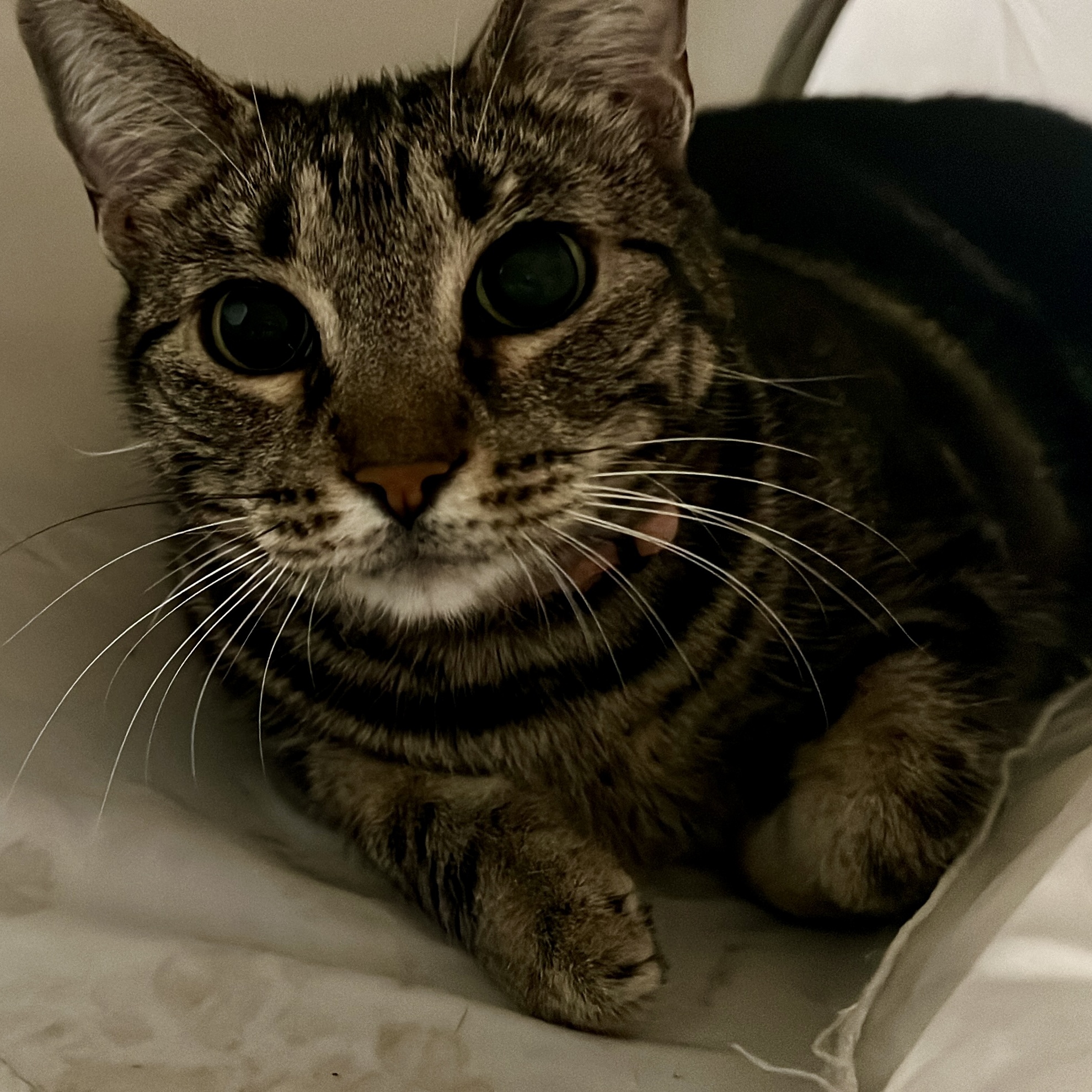 Enlarge Flynn, a Adopted Domestic Short Hair in Houston, TX image 4/6