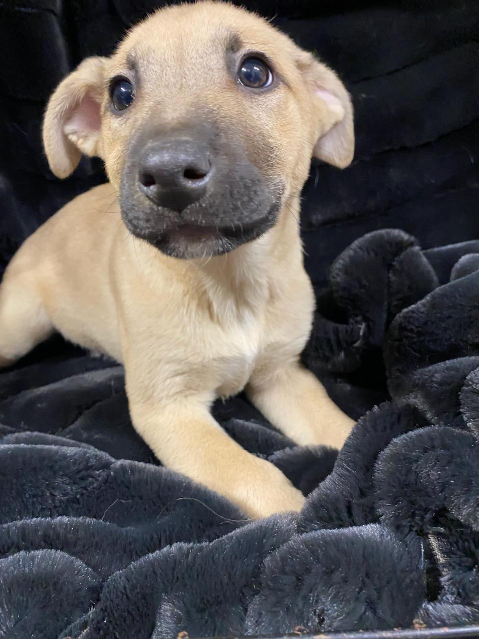 Enlarge Honey, an adopted mixed breed in Polson, MT image 3/3