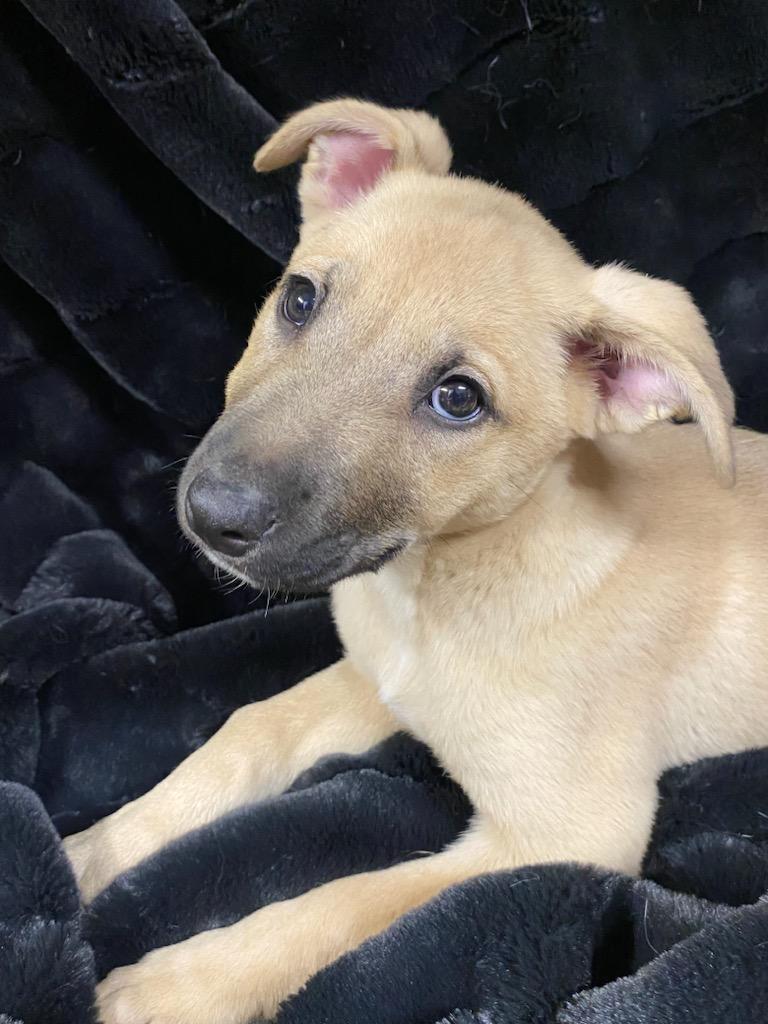 Honey, ADOPTABLE, Puppy Female Shepherd.