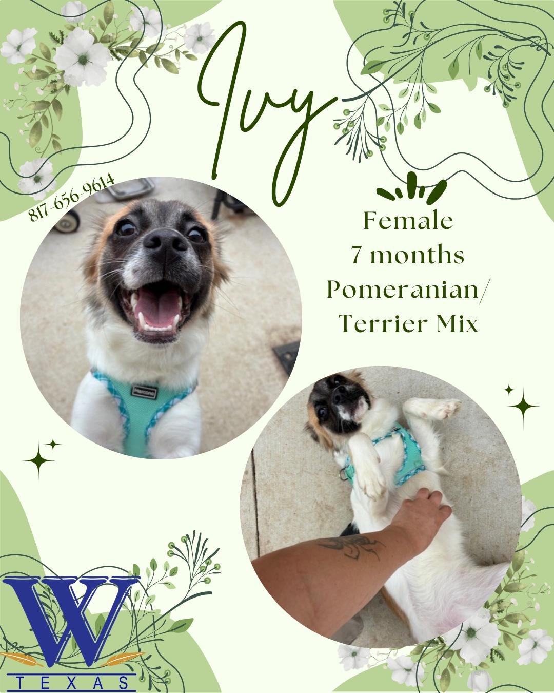 Enlarge Ivy, a ADOPTABLE mixed breed in Watauga, TX image 2/3