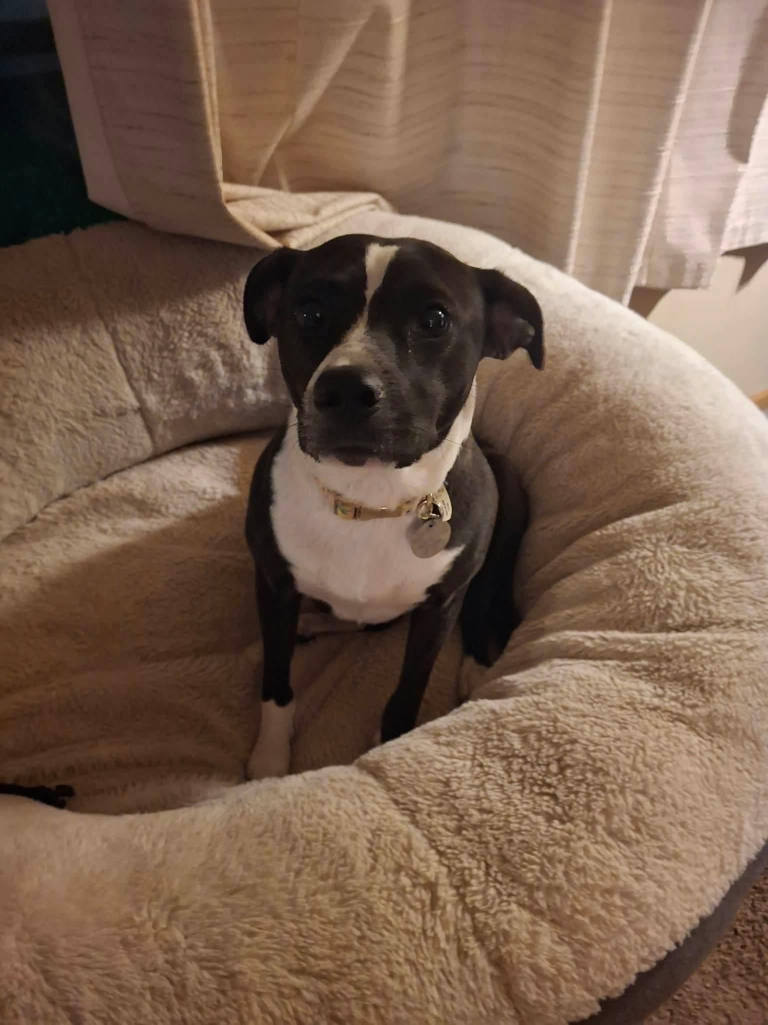 Enlarge Sqwonk, a Adoptable Mixed Breed in De Pere, WI image 1/2