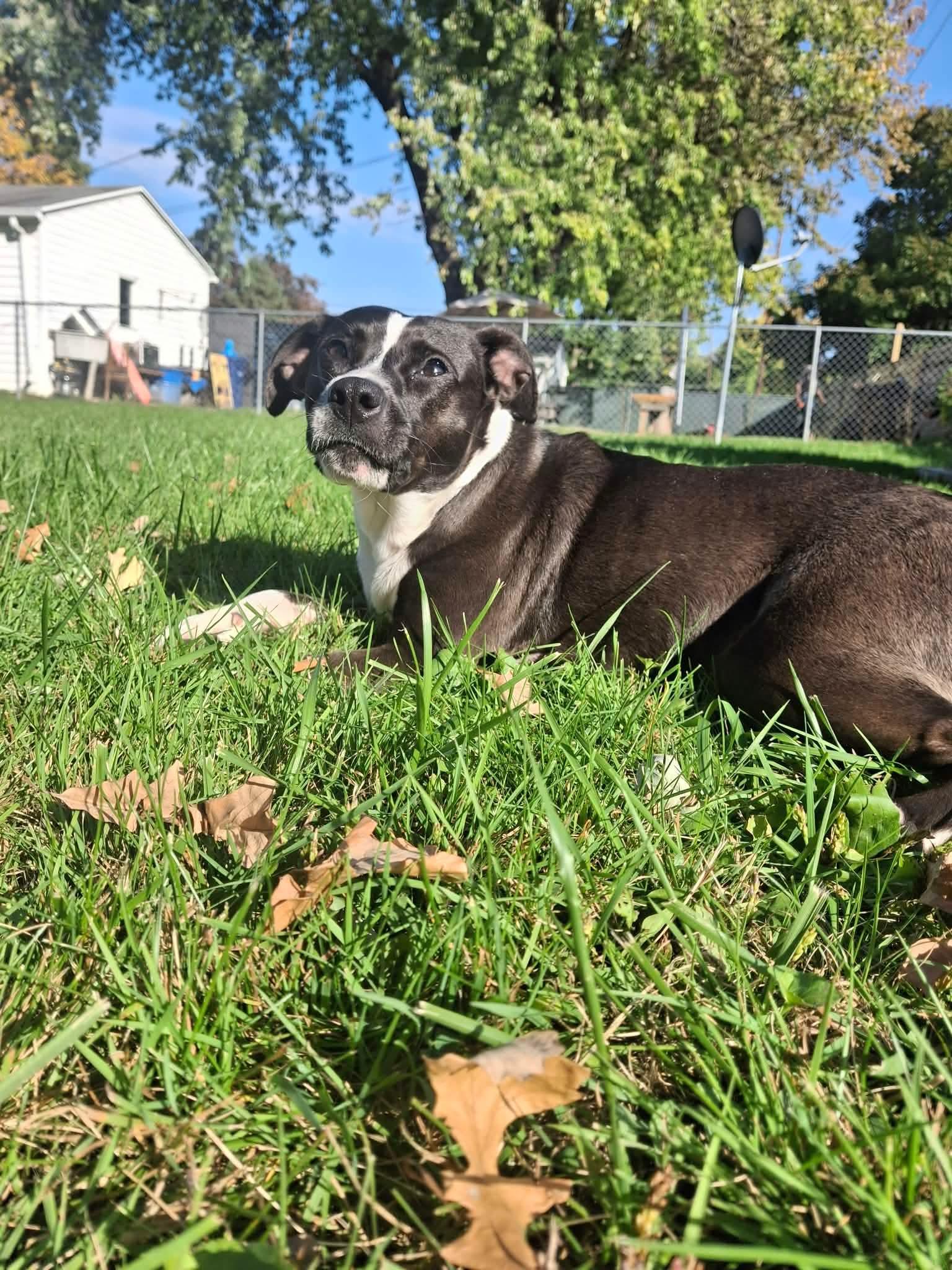 Enlarge Sqwonk, a Adoptable Mixed Breed in De Pere, WI image 2/2