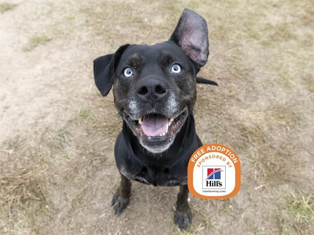 Enlarge SADIE, a Adoptable mixed breed in Phoenix, AZ image 1/1