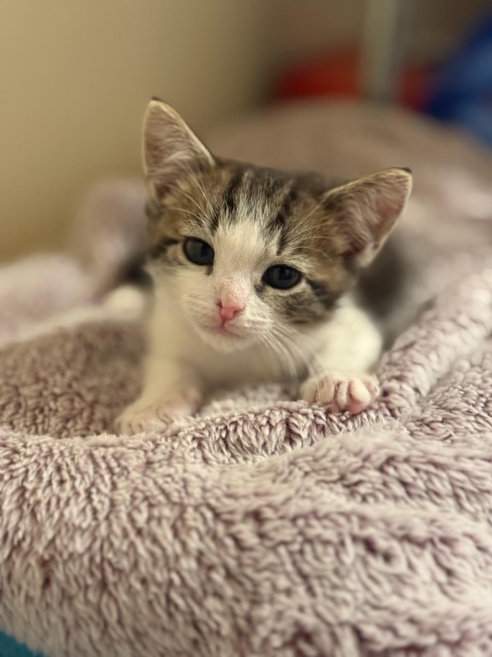Enlarge Clancy, a Adopted mixed breed in Teterboro, NJ image 4/5