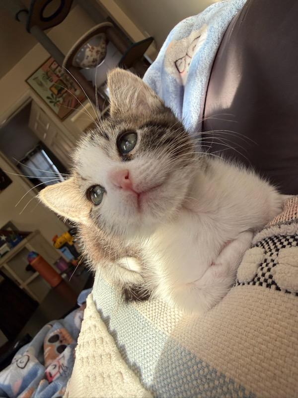 Clancy, Adopted, Kitten Male Domestic Short Hair.