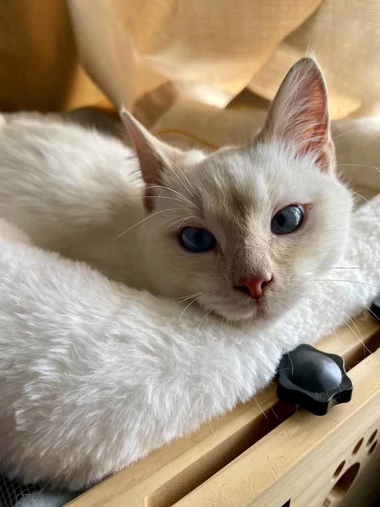 Seamus — thumbnail 3